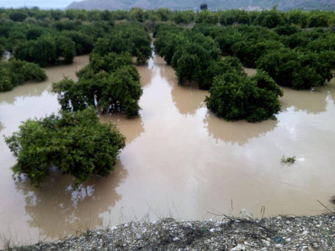 Los cítricos fueron de los principales afectados por la DANA del pasado mes de septiembre. Los cítricos fueron de los principales afectados por la DANA del pasado mes de septiembre.