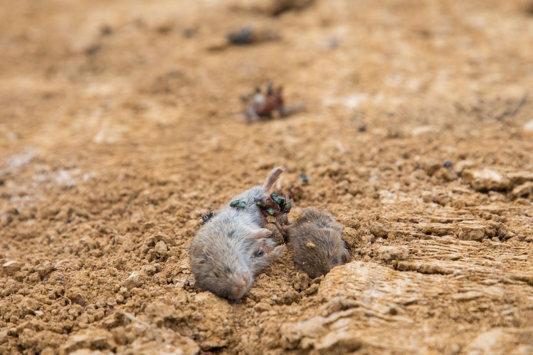 Dos nuevos positivos elevan a 72 los casos de tularemia confirmados en Palencia Dos nuevos positivos elevan a 72 los casos de tularemia confirmados en Palencia