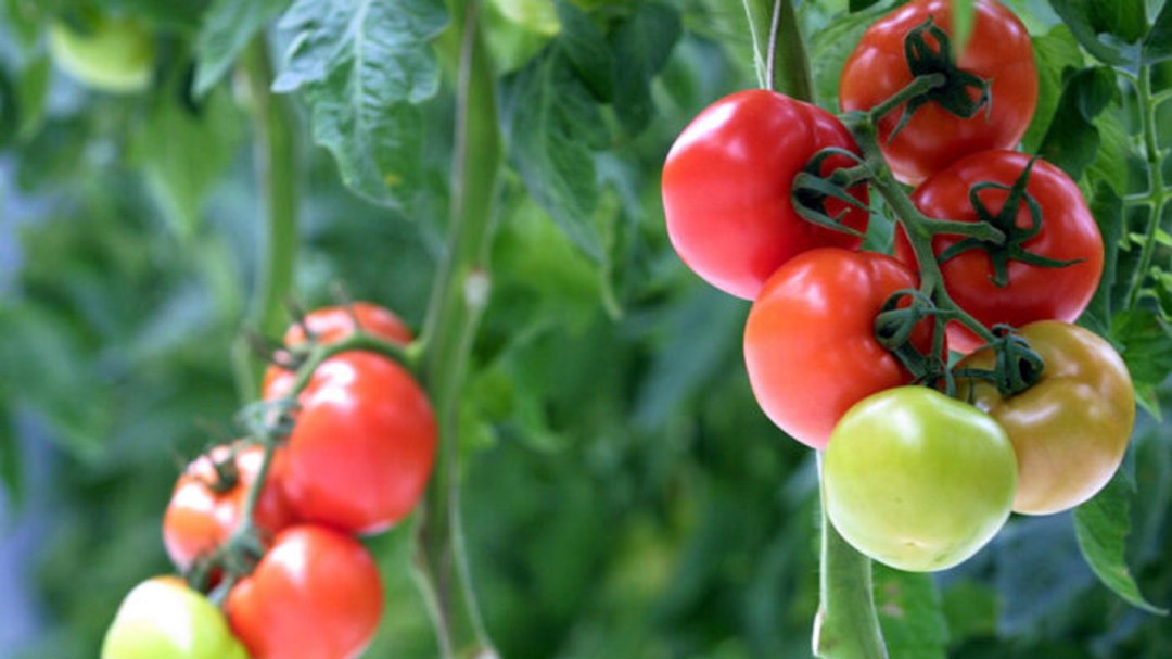 2020, el año internacional de la sanidad vegetal