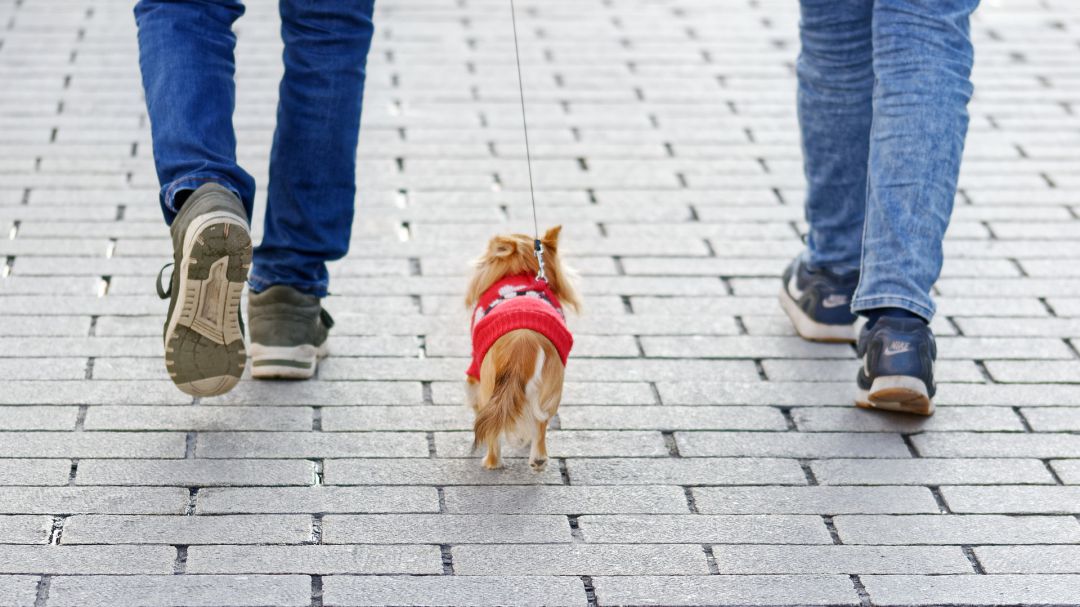 Aumentan las sanciones por llevar perros sueltos en Tudela Aumentan las sanciones por llevar perros sueltos en Tudela