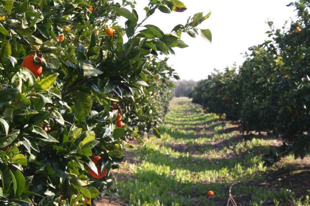 Campos de naranjas. Campos de naranjas.