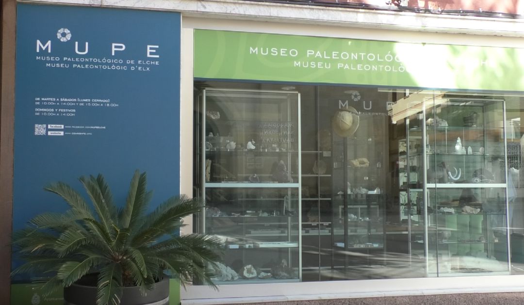Imagen del Museo Paleontológico de Elche (MUPE) Imagen del Museo Paleontológico de Elche (MUPE)
