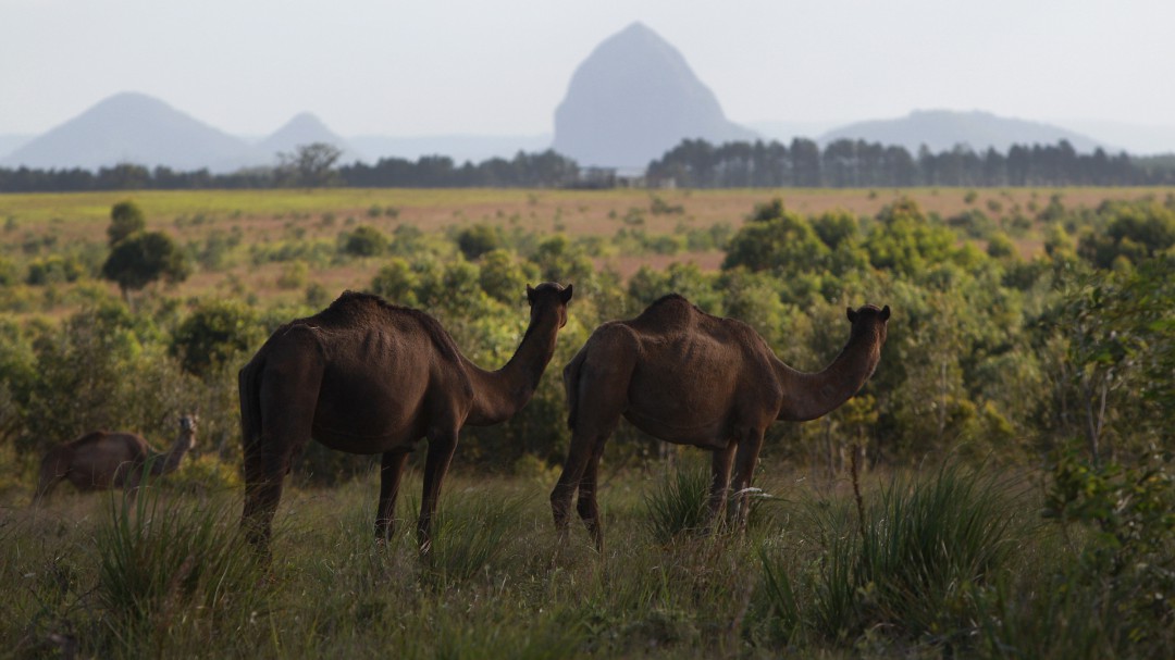 Australia sacrifica 10.000 camellos para garantizar el consumo de agua a los humanos