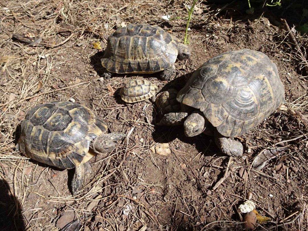 Tortugas moras Tortugas moras