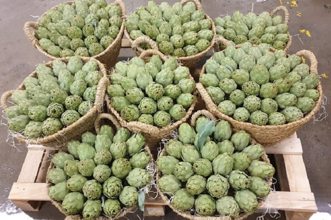 La alcachofa híbrida busca mercado en España La alcachofa híbrida busca mercado en España