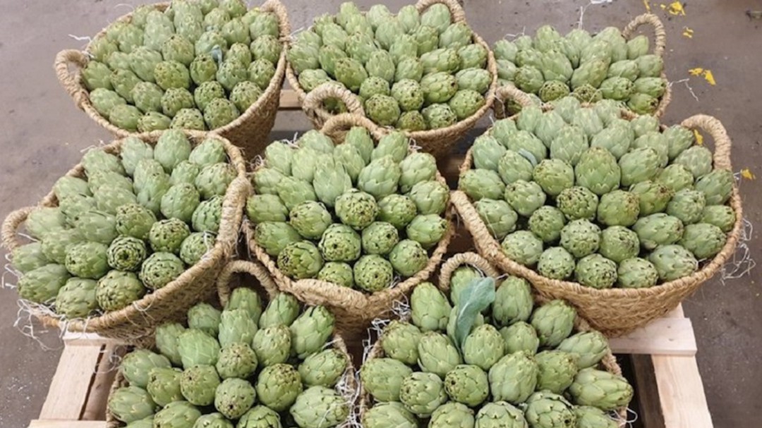 La alcachofa híbrida busca mercado en España