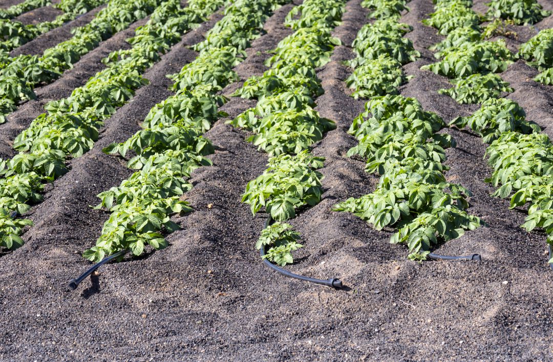Plantación de patatas Plantación de patatas
