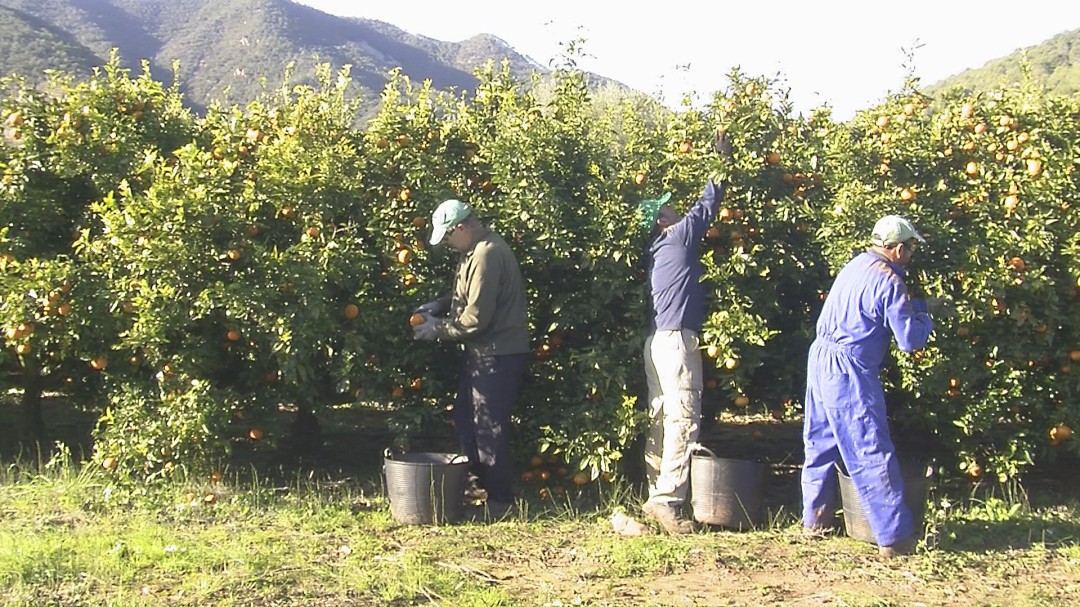 Los agricultores de Castellón cobran una media de 10.000 euros anuales