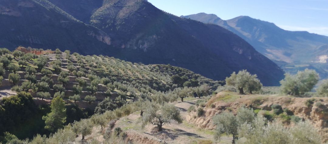 Zona de olivar en la provincia de Jaén. Zona de olivar en la provincia de Jaén.