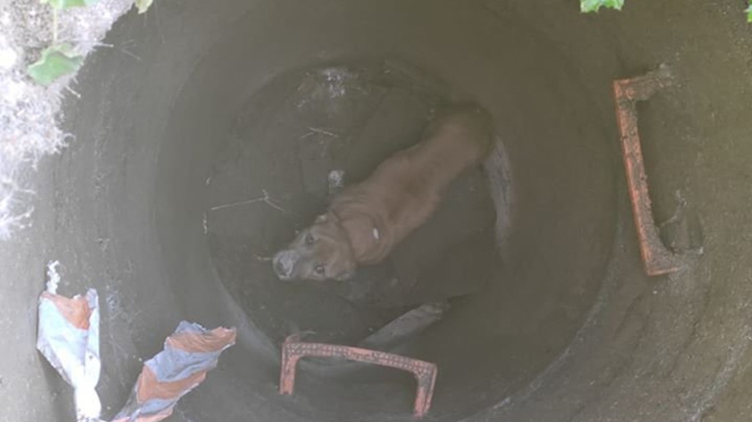 Investigan el caso de un perro que pudo ser abandonado en un pozo de Fuenlabrada