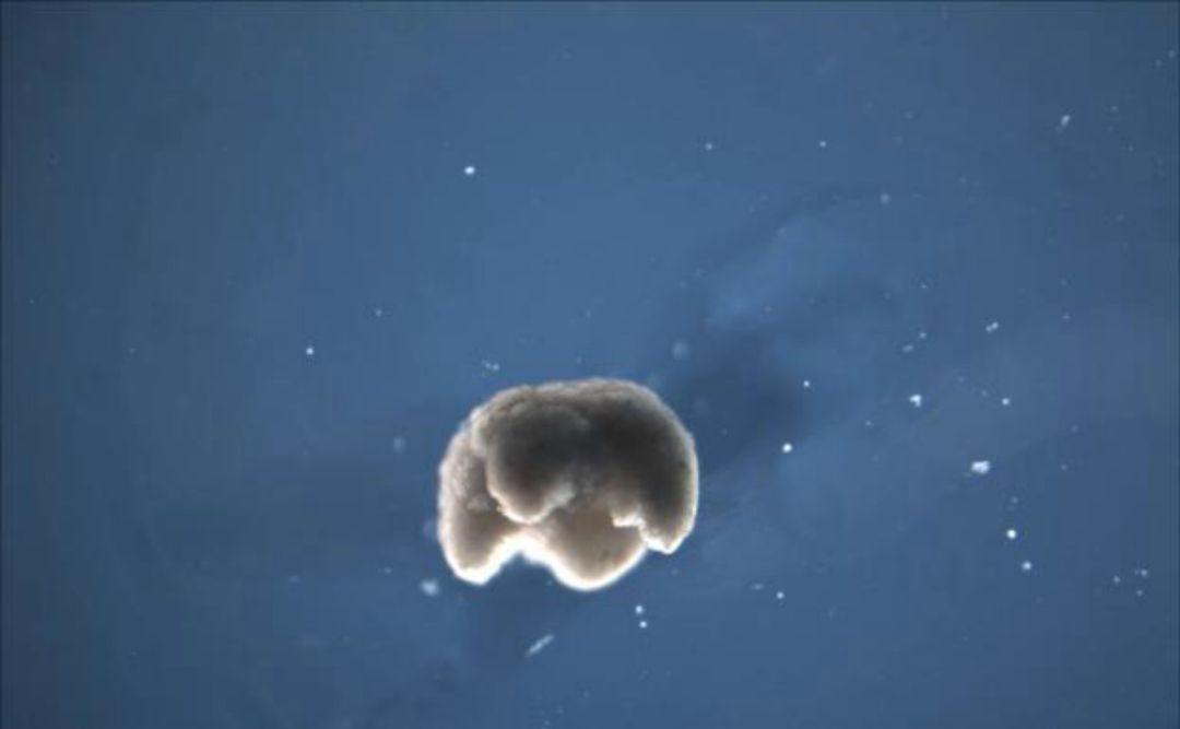 Un organismo cuadrúpedo artificial, de 650-750 micras de diámetro. Un organismo cuadrúpedo artificial, de 650-750 micras de diámetro.