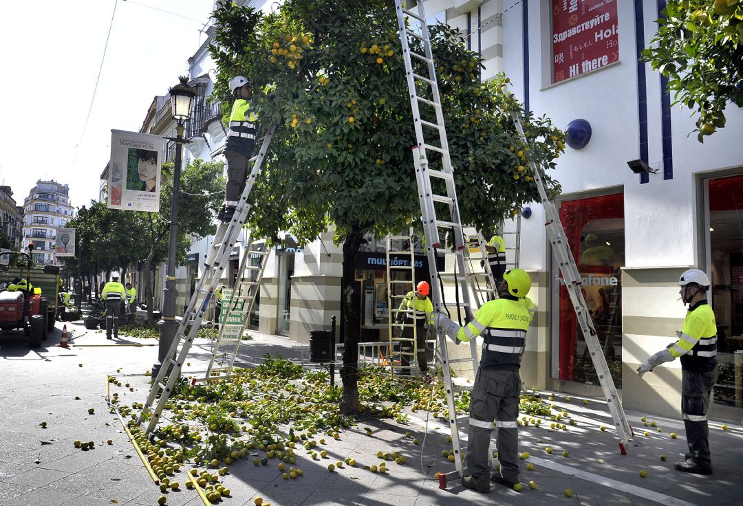 Comienza en Jerez la segunda fase de la campaña de retirada de naranja agria Comienza en Jerez la segunda fase de la campaña de retirada de naranja agria
