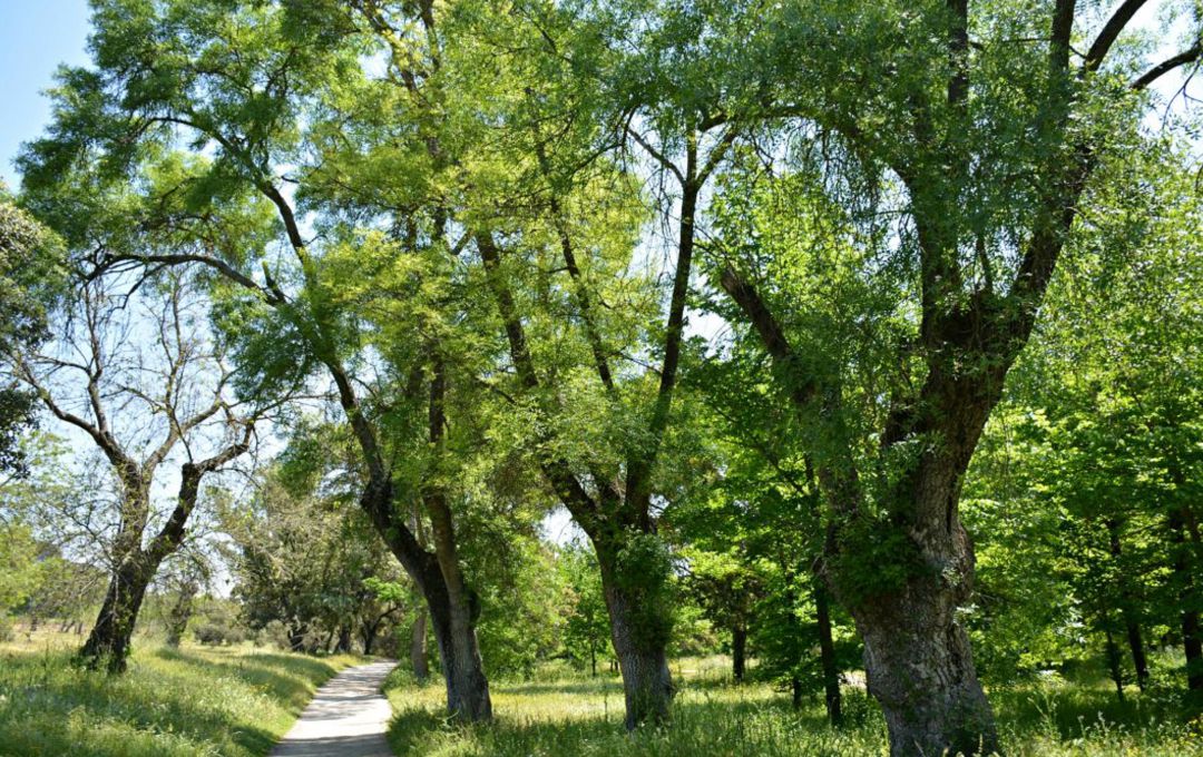 El proyecto persigue reforestar encinares en toda España. El proyecto persigue reforestar encinares en toda España.