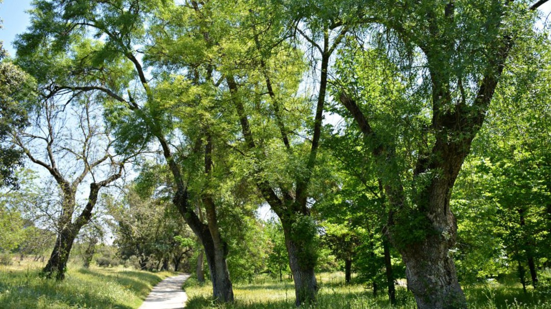 Cuenca se suma a "La Gran Bellotada Ibérica" para reforestar encinas