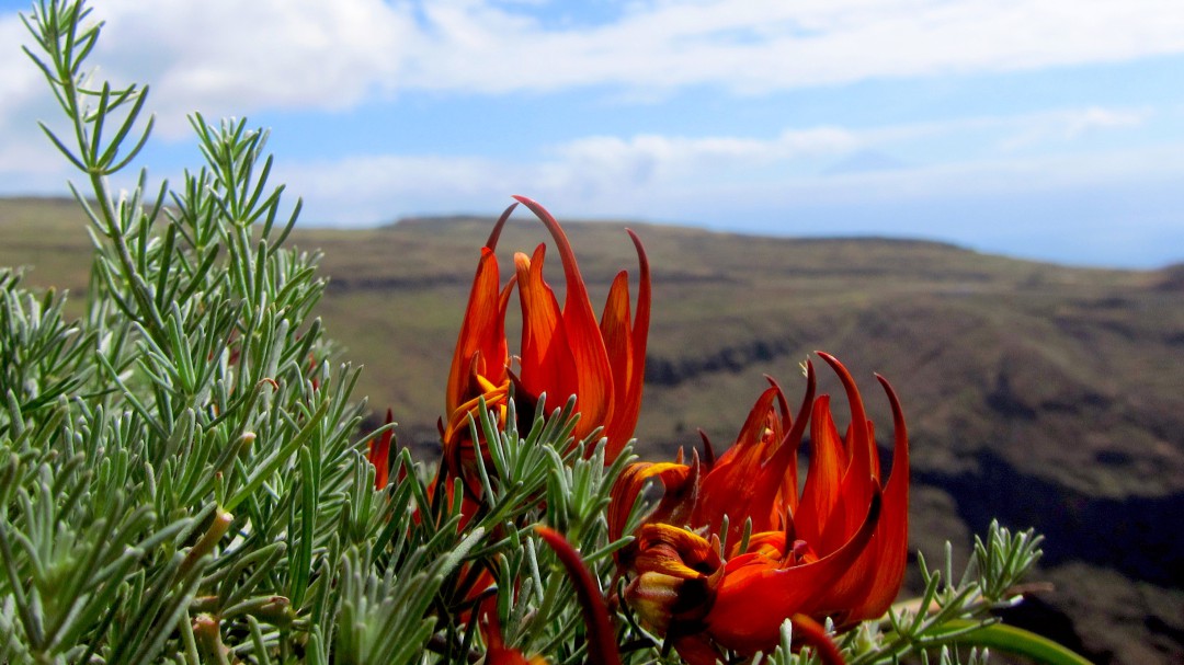 Científicos españoles descubrieron 20 especies nuevas de plantas