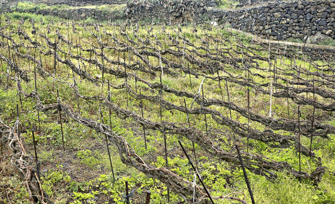 2.000 matas del malvasía de Shakespeare sobreviven en Tenerife 2.000 matas del malvasía de Shakespeare sobreviven en Tenerife