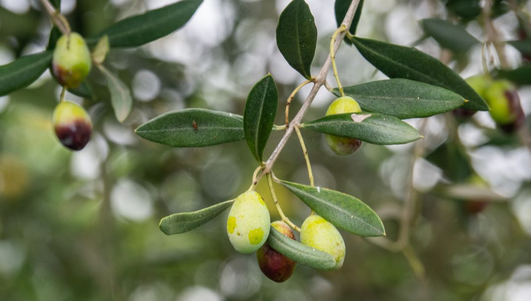Aceitunas en un olivo. Aceitunas en un olivo.