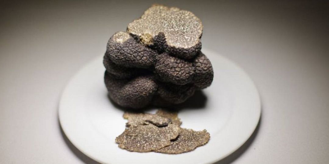 La trufa, el oro de la gastronomía que pone en valor la Serranía de Cuenca La trufa, el oro de la gastronomía que pone en valor la Serranía de Cuenca