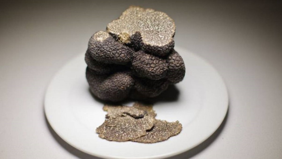 La trufa, el oro de la gastronomía que pone en valor la Serranía de Cuenca