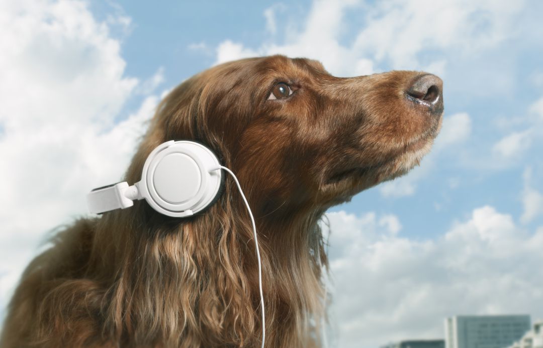 Spotify te ayuda a descubrir los gustos musicales de tu mascota. Spotify te ayuda a descubrir los gustos musicales de tu mascota.