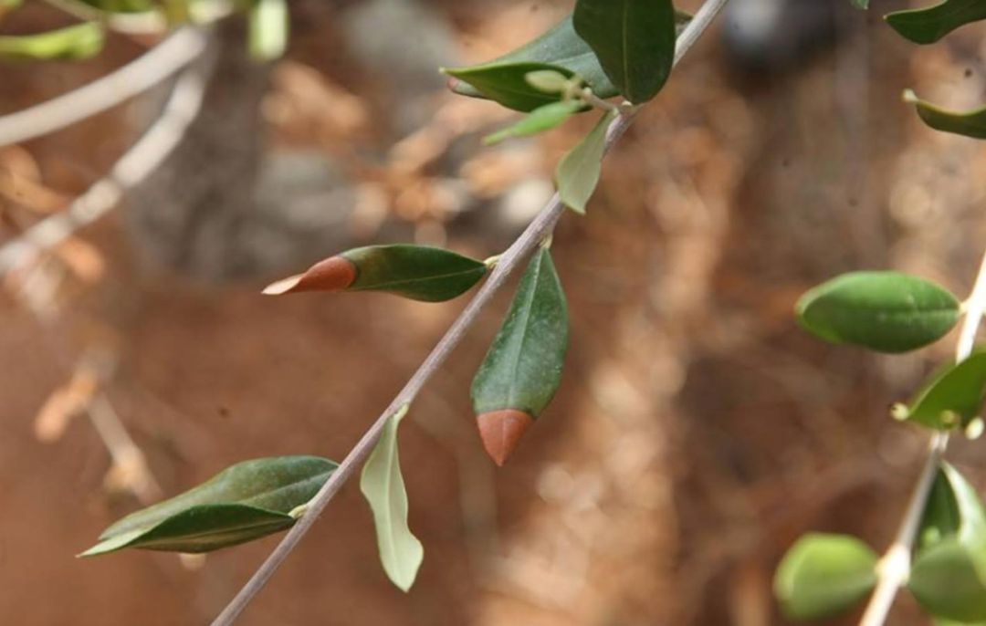 Xylella Xylella