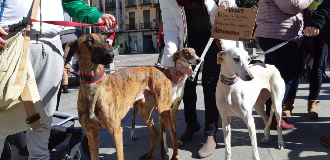 Tres galgos que participaron junto a sus dueños en la manifestación que tuvo lugar el año pasado en Jaén. Tres galgos que participaron junto a sus dueños en la manifestación que tuvo lugar el año pasado en Jaén.