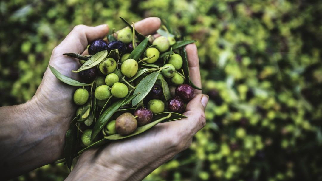 Un proyecto murciano estudia cómo convertir en bioestimulantes agrícolas el alperujo del aceite de oliva