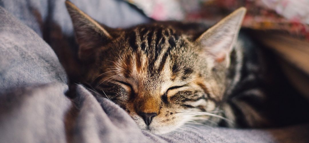Gato durmiendo Gato durmiendo