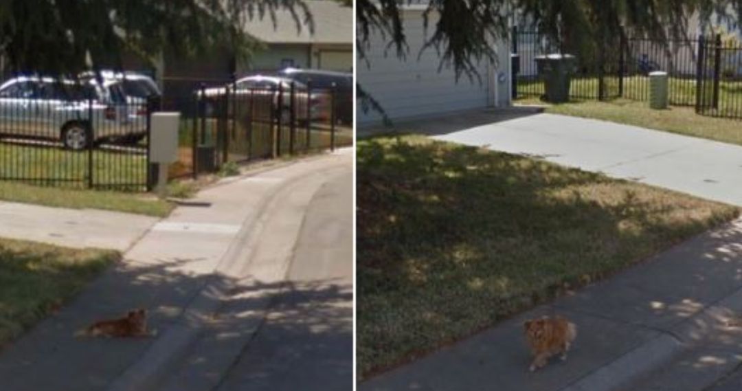 Captura de pantalla de Google Maps en el que aparece un perro. Captura de pantalla de Google Maps en el que aparece un perro.