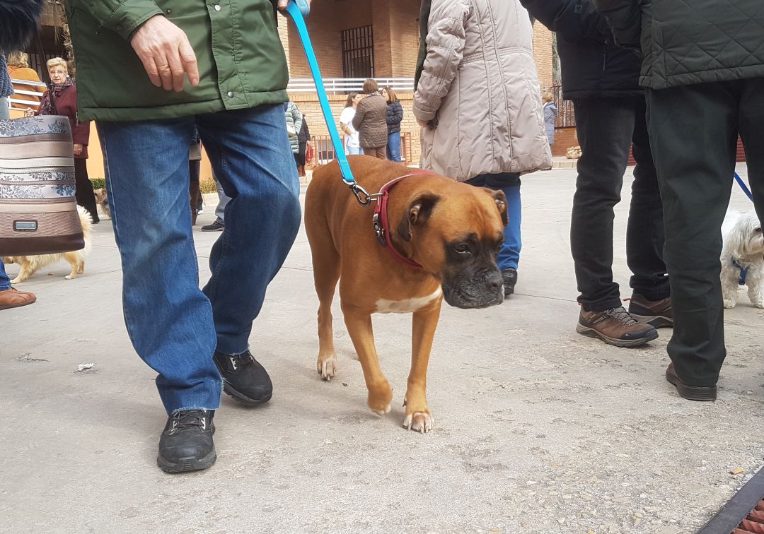 A partir de febrero será obligatorio limpiar los orines de las mascotas