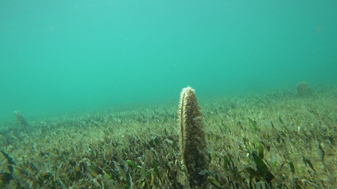 La Comunidad Autónoma inicia los trabajos del banco de especies del Mar Menor para conservar la fauna