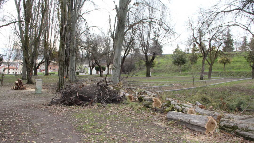 La Concejalía de Medio Ambiente realiza trabajos de poda y tala en el Parque de la Huerta del Duque de Cuéllar
