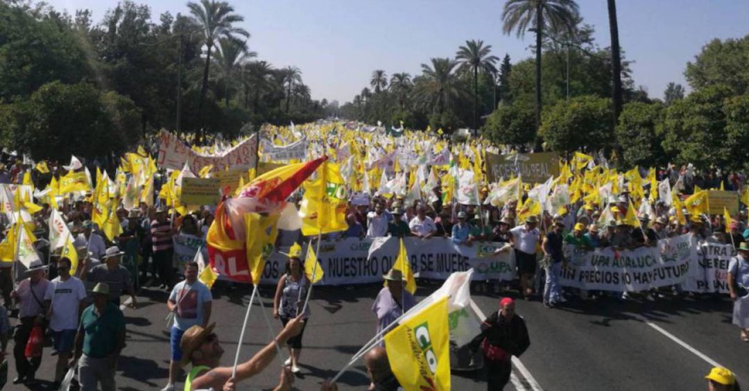 Miles de olivareos de Jaén en la manifestación convocada en Sevilla el pasado mes de julio Miles de olivareos de Jaén en la manifestación convocada en Sevilla el pasado mes de julio