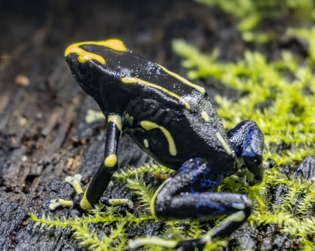 Dendrobates Tinctorius Alanis Dendrobates Tinctorius Alanis