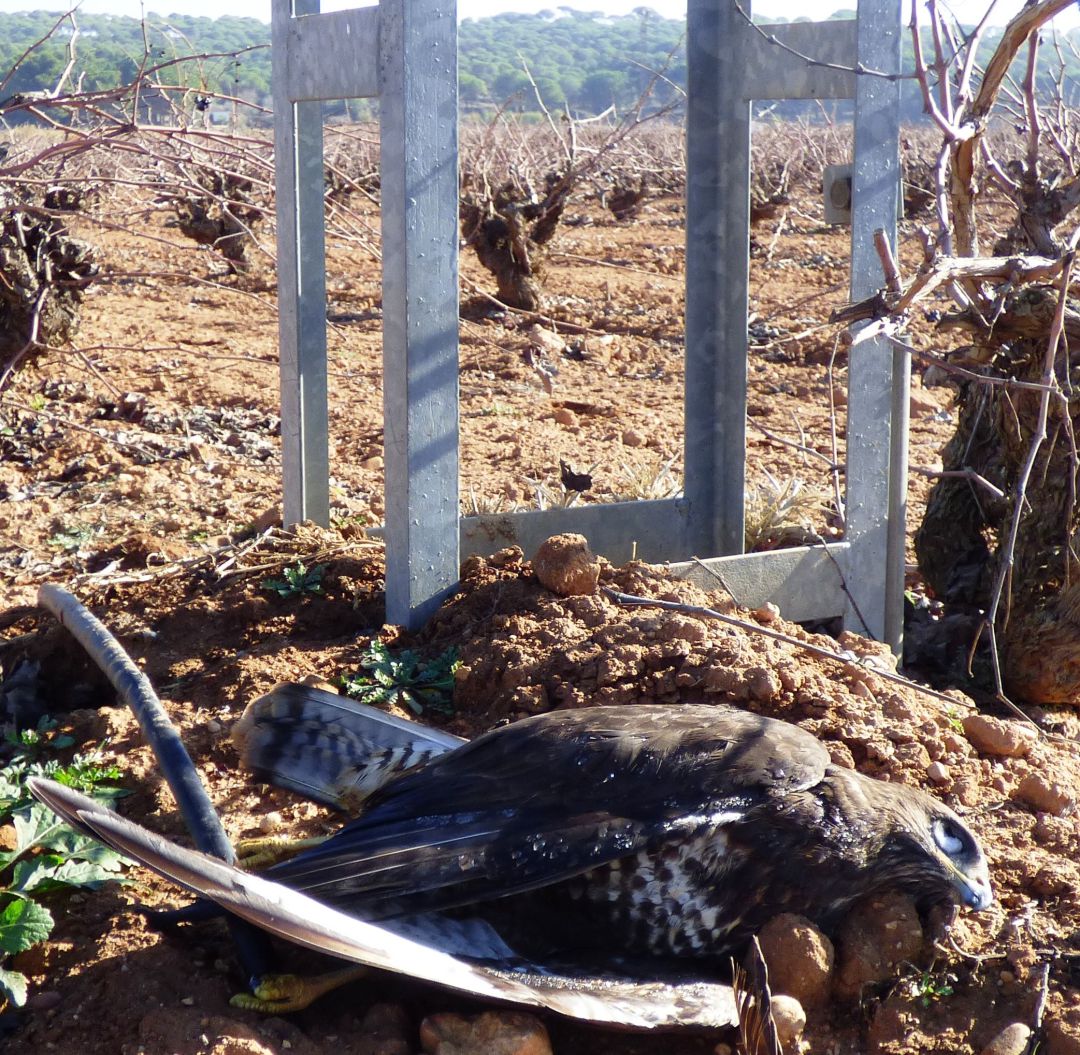 Buitre ratonero muerto por electrocución en un poste eléctrico Buitre ratonero muerto por electrocución en un poste eléctrico