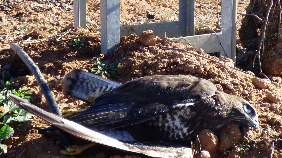 Los postes eléctricos matan mil aves rapaces al año en la Comunitat Valenciana