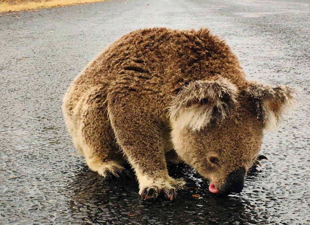Un koala bebe del agua que ha dejado la lluvia en la carretera Un koala bebe del agua que ha dejado la lluvia en la carretera