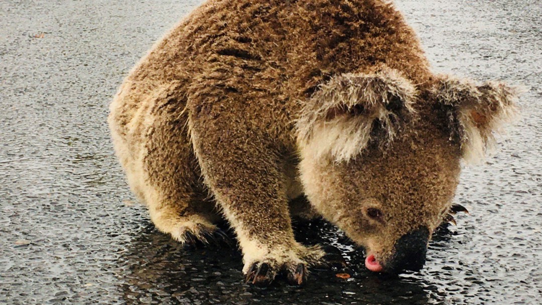 Un koala lame el agua estancada que han dejado las lluvias torrenciales en Australia