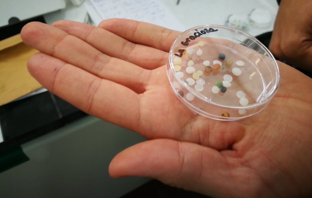Los restos de plásticos detectado en varias zonas de Canarias son clasificados y analizados en la Universidad de La Laguna. La playa del Ámbar, en La Graciosa, es una de las más afectadas por estos contaminantes que llegan a las costas de las Islas Los restos de plásticos detectado en varias zonas de Canarias son clasificados y analizados en la Universidad de La Laguna. La playa del Ámbar, en La Graciosa, es una de las más afectadas por estos contaminantes que llegan a las costas de las Islas