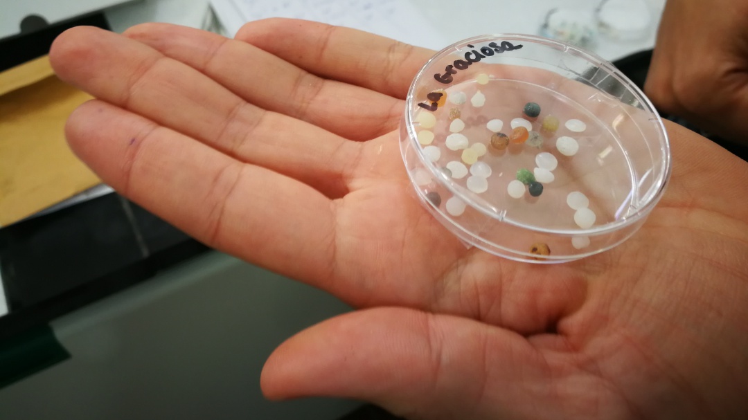 La ULL detectará puntos negros de microplásticos en Canarias y los efectos sobre la fauna del Atlántico medio