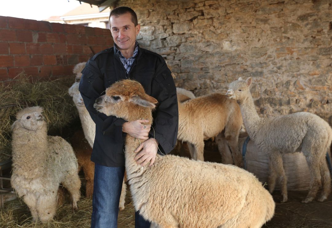 Óscar Alonso, junto a 'Marco',en su granja de Alpacas en Revilla de Pomar (Palencia) Óscar Alonso, junto a 'Marco',en su granja de Alpacas en Revilla de Pomar (Palencia)