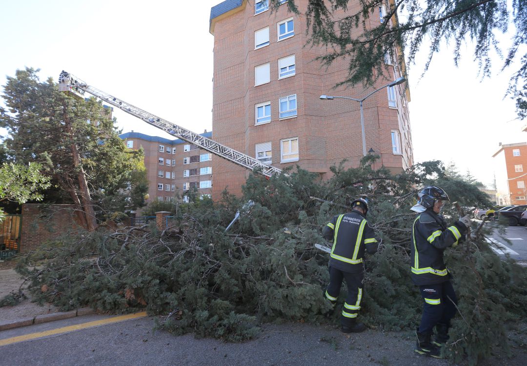 Unos cipreses del interior del colegio Buenos Aires en la capital palentina caen por causa del fuerte viento. Los bomberos han tenido que cortar parte de las ramas para que el acceso al colegio quede libre Unos cipreses del interior del colegio Buenos Aires en la capital palentina caen por causa del fuerte viento. Los bomberos han tenido que cortar parte de las ramas para que el acceso al colegio quede libre