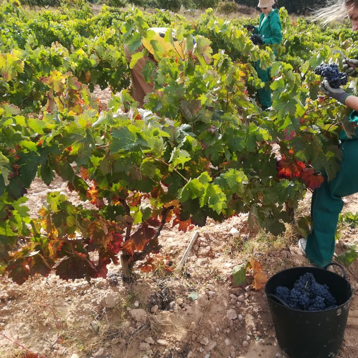 La adaptación del vino al cambio climático a debate