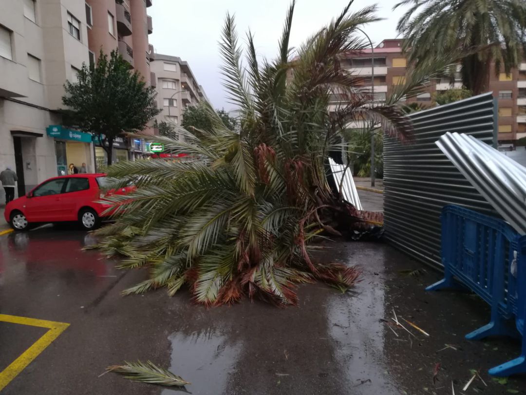 Palmera caída en el centro de la ciudad de Gandia Palmera caída en el centro de la ciudad de Gandia