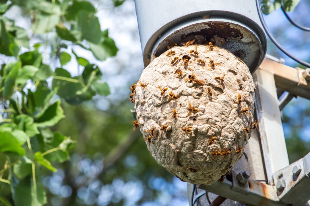 Las avispas asiáticas crean sus nidos también en zonas urbanas. Las avispas asiáticas crean sus nidos también en zonas urbanas.