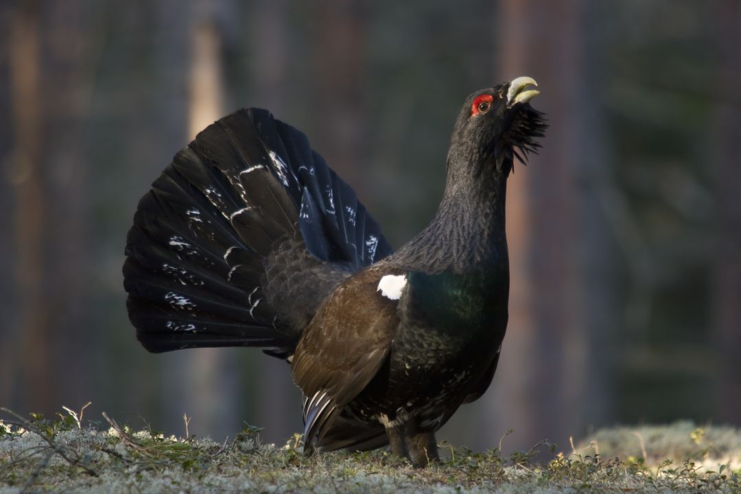 Un ejemplar de urogallo, durante el característico canto. Un ejemplar de urogallo, durante el característico canto.
