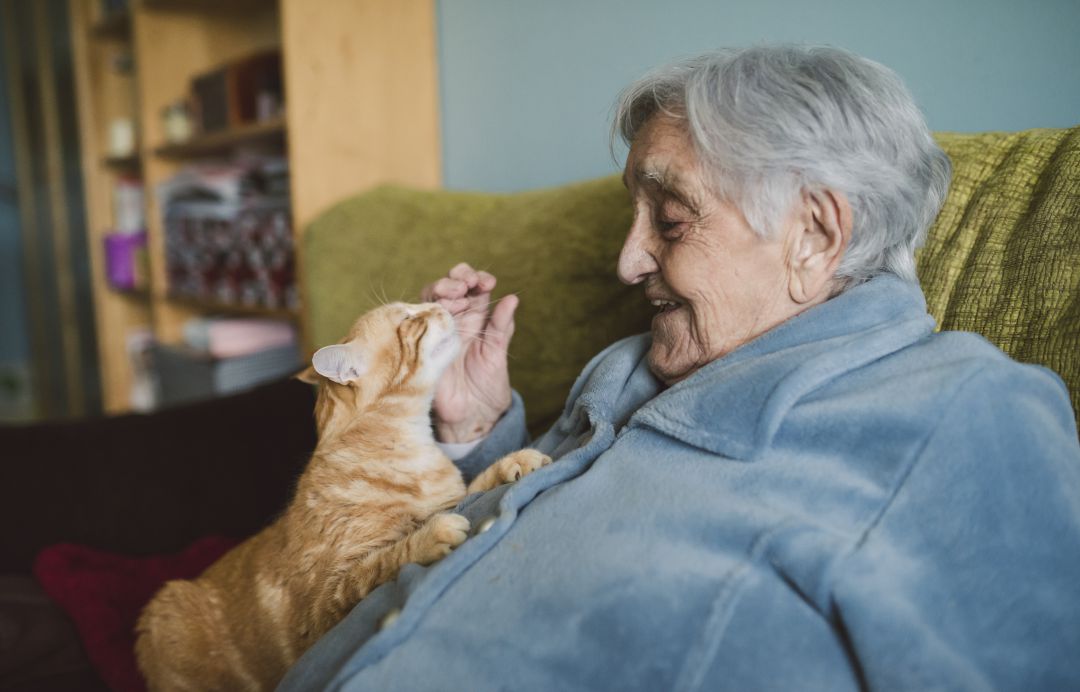 Una mujer mayor juega con su gato. Una mujer mayor juega con su gato.