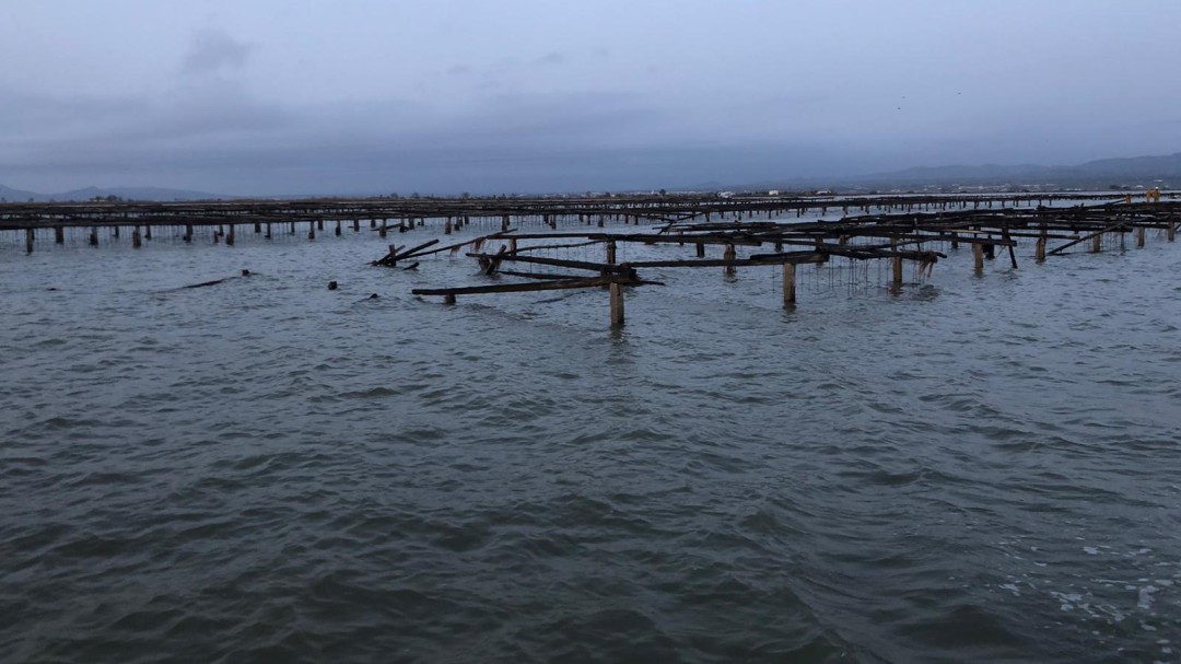 Los productores de mejillones y ostras del Delta del Ebro estiman una pérdidas en torno al 65 %