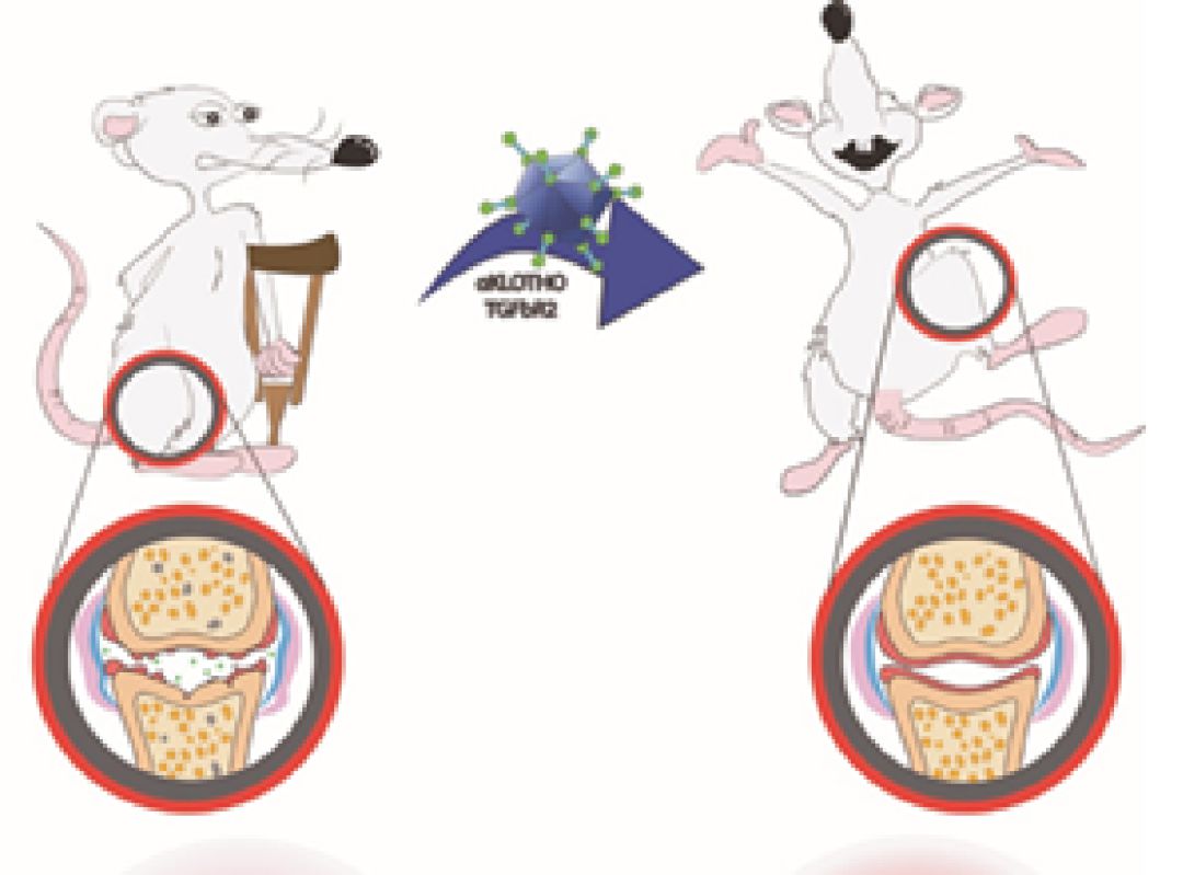 Izpisúa logra revertir la artritis mediante la combinación de dos fármacos experimentales Izpisúa logra revertir la artritis mediante la combinación de dos fármacos experimentales
