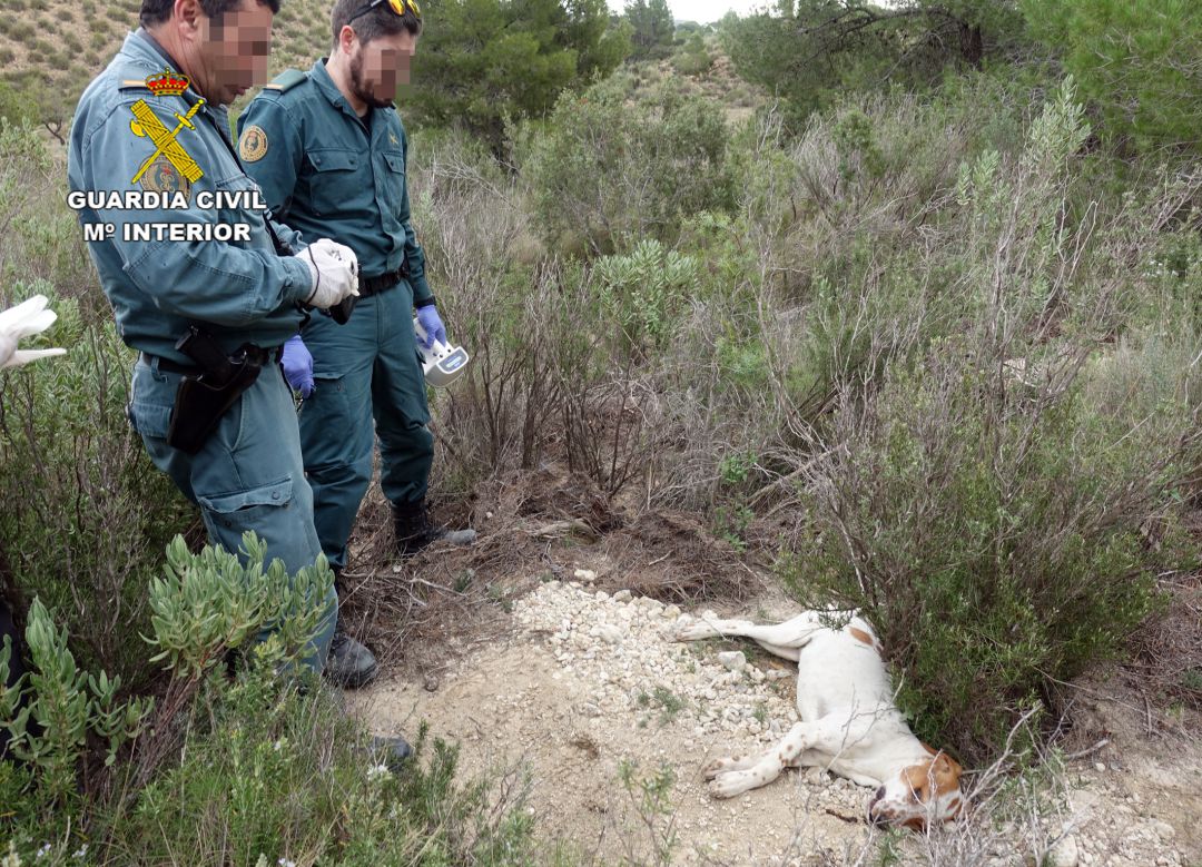 Consecuencias del uso de cebos envenedados en el medio natural Consecuencias del uso de cebos envenedados en el medio natural